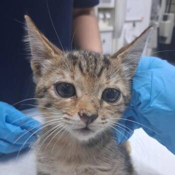 Butterscotch -  Domestic Short Hair Cat for Adoption in Summerville, South Carolina - Butterscotch | PetCurious
