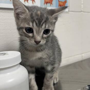 Domestic Short Hair Cats Available for Adoption - Kylee | PetCurious
