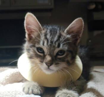 Scooter -  Domestic Medium Hair Cat for Adoption in Oakland, California - Scooter | PetCurious