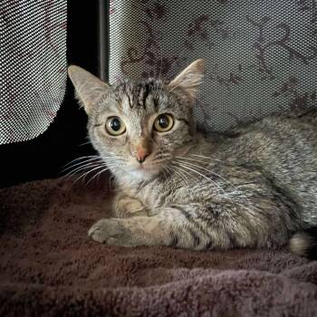 Rescue Domestic Short Hair Cats for Adoption in Hemet, California - Naomi | PetCurious