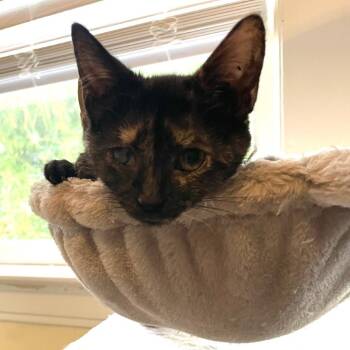 Becky -  Domestic Short Hair Cat for Adoption in San Antonio, Texas - Becky | PetCurious
