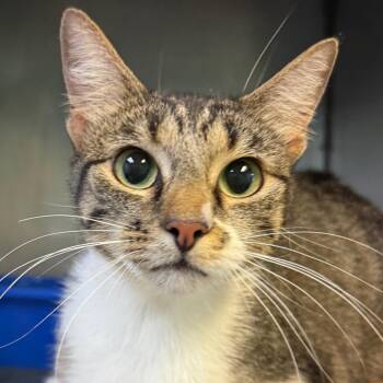 Willow -  Domestic Short Hair Cat for Adoption in Jacksonville, Arkansas - Willow | PetCurious