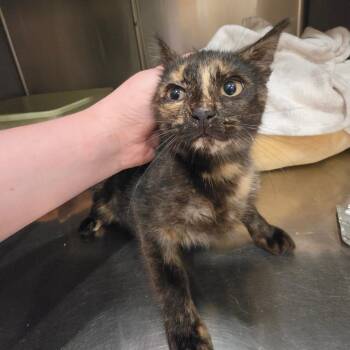 Montana -  Domestic Short Hair Cat for Adoption in Tipton, Indiana - Montana | PetCurious