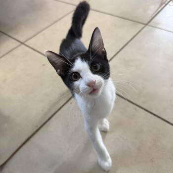 Lieutenant Dan -  Domestic Short Hair Cat for Adoption in New Smyrna Beach, Florida - Lieutenant Dan | PetCurious
