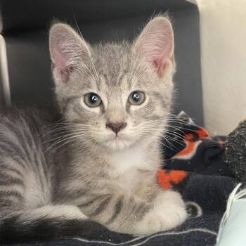 Focaccia -  Domestic Short Hair Cat for Adoption in Chicago, Illinois - Focaccia | PetCurious