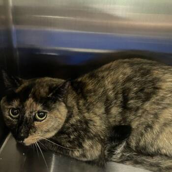 Spiced Chai -  Domestic Short Hair Cat for Adoption in Keizer, Oregon - Spiced Chai | PetCurious