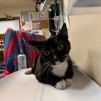 Domestic Short Hair Cats Available for Adoption in Pasadena, California - Olivia | PetCurious
