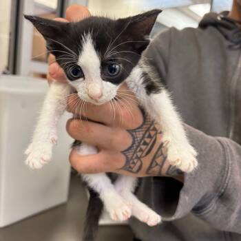 Rescue Domestic Short Hair Cats for Adoption in Columbus, Georgia - Walgreens | PetCurious