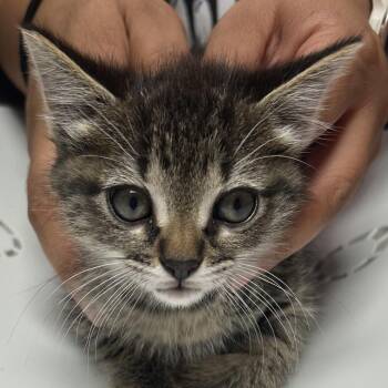 Domestic Medium Hair Cats Available for Adoption in Leander, Texas - Sue | PetCurious