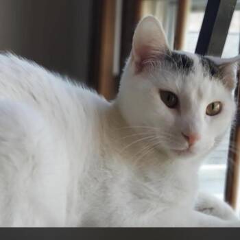 Domestic Medium Hair Cats Available for Adoption in Melrose, Massachusetts - Hopper | PetCurious