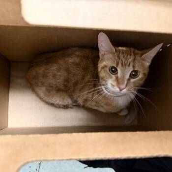 Ginger -  Domestic Short Hair Cat for Adoption in Philadelphia, Pennsylvania - Ginger | PetCurious