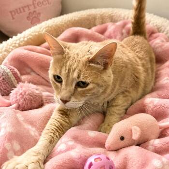 Freya -  Domestic Short Hair Cat for Adoption in Chandler, Arizona - Freya | PetCurious