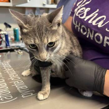 Rescue Domestic Short Hair Cats for Adoption in Huntington, West Virginia - Maggie | PetCurious