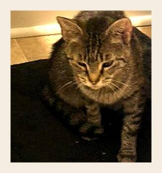 Opalascent -  Domestic Short Hair Cat for Adoption in Wheaton, Illinois - Opalascent | PetCurious