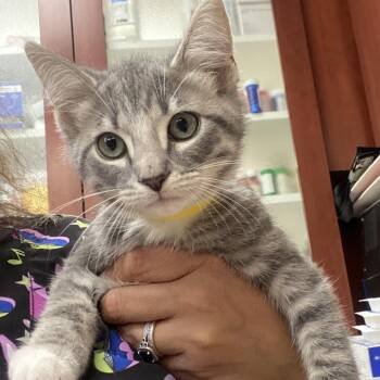 Mackerel -  Domestic Short Hair Cat for Adoption in Columbus, Georgia - Mackerel | PetCurious