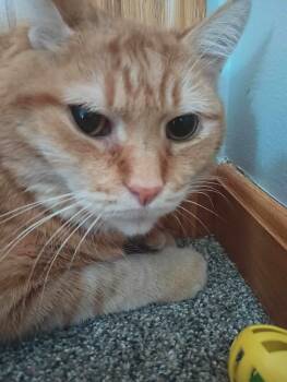 Hubert -  Domestic Short Hair Cat for Adoption in Cuyahoga Falls, Ohio - Hubert | PetCurious