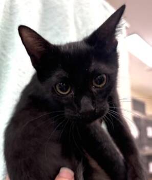 Julia Stiles -  Domestic Short Hair Cat for Adoption in Honolulu, Hawaii - Julia Stiles | PetCurious