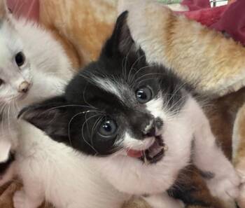 Coco -  Domestic Medium Hair Cat for Adoption in Golden, Colorado - Coco | PetCurious