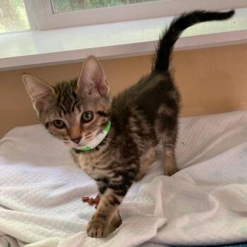 Milo - Cute and Cuddly -  Tabby Cat for Adoption in Hoquiam, Washington - Milo - Cute And Cuddly | PetCurious