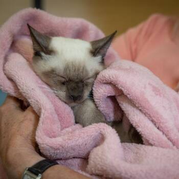 Siamese Cats Available for Adoption in Scottsdale, Arizona - Am | PetCurious