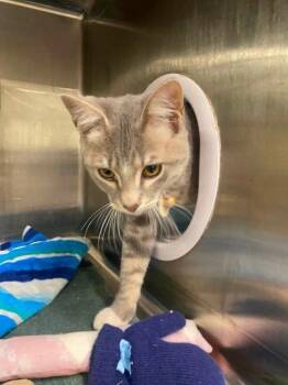 Carl Thomas Dean -  Domestic Short Hair Cat for Adoption in Hobart, Indiana - Carl Thomas Dean | PetCurious