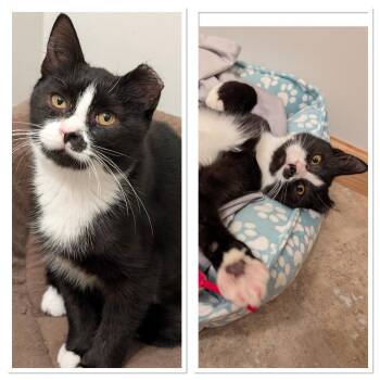 Rescue Domestic Short Hair Cats for Adoption in Johnson City, Tennessee - Pixel | PetCurious