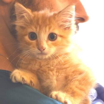 Oloff -  Domestic Long Hair Cat for Adoption in Belleville, Illinois - Oloff | PetCurious
