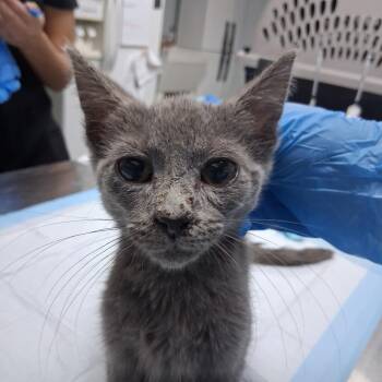 Jojo -  Domestic Short Hair Cat for Adoption in Summerville, South Carolina - Jojo | PetCurious