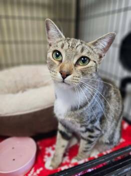 Crowley -  Domestic Short Hair Cat for Adoption in Mckinney, Texas - Crowley | PetCurious