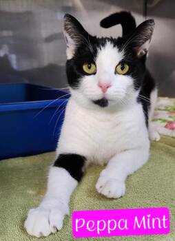 Valentina (Peppa Mint) -  Domestic Short Hair Cat for Adoption in Jim Thorpe, Pennsylvania - Valentina (Peppa Mint) | PetCurious