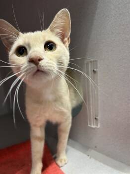 Rescue Domestic Short Hair Cats for Adoption in Bloomington, Illinois - DIEGO | PetCurious