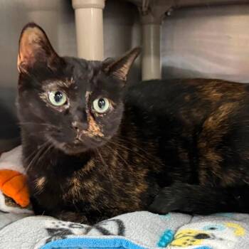 JOAN -  Tortoiseshell Cat for Adoption in Wyandotte, Michigan - JOAN | PetCurious