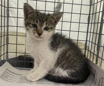 BREN -  Domestic Short Hair Cat for Adoption in Fort Lauderdale, Florida - BREN | PetCurious