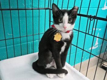 MITTENS -  Domestic Short Hair Cat for Adoption in Oklahoma City, Oklahoma - MITTENS | PetCurious