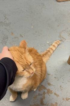 Domestic Short Hair Cats Available for Adoption in Canton, Massachusetts - Mr. Moo Moo | PetCurious