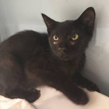 Felix -  Domestic Short Hair Cat for Adoption in Chattanooga, Tennessee - Felix | PetCurious