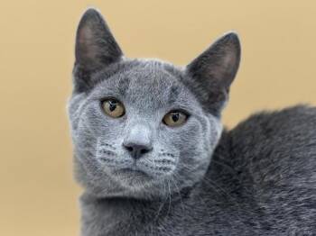 Ciabatta -  Domestic Short Hair Cat for Adoption in Portland, Oregon - Ciabatta | PetCurious