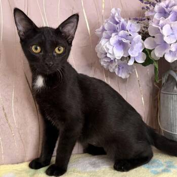 Rosalyn -  Domestic Short Hair Cat for Adoption in Hattiesburg, Mississippi - Rosalyn | PetCurious