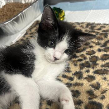 Casserole -  Domestic Short Hair Cat for Adoption in Salt Lake City, Utah - Casserole | PetCurious