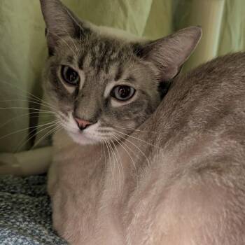 Siamese Cats Available for Adoption in Sonoma, California - Sylvester | PetCurious