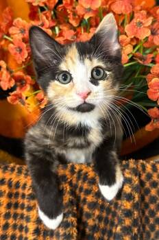 6/5/26 Hazel -  Domestic Short Hair Cat for Adoption in Stillwater, Oklahoma - 6/5/26 Hazel | PetCurious