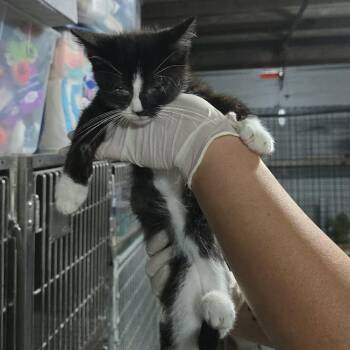 Kyan -  Domestic Short Hair Cat for Adoption in Sioux Falls, South Dakota - Kyan | PetCurious