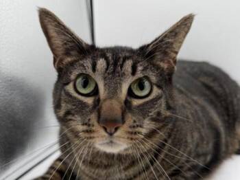 Domestic Short Hair Cats Available for Adoption in Portland, Oregon - Monty | PetCurious