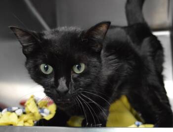 Bollywood -  Domestic Short Hair Cat for Adoption - Bollywood | PetCurious