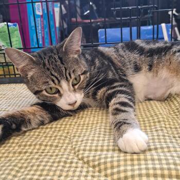 Tabby Cats Available for Adoption in Buffalo, New York - Tiddlywink  | PetCurious