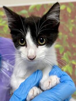 Domestic Short Hair Cats Available for Adoption in San Antonio, Texas - King | PetCurious