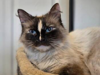 Katmai -  Domestic Long Hair Cat for Adoption in Palmer, Alaska - Katmai | PetCurious