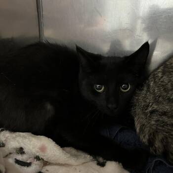 SVAS-Stray-39432 -  Domestic Short Hair Cat for Adoption in Lyndhurst, Virginia - SVAS-Stray-39432 | PetCurious