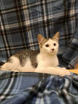 France -  Tabby Cat for Adoption in Albuquerque, New Mexico - France | PetCurious