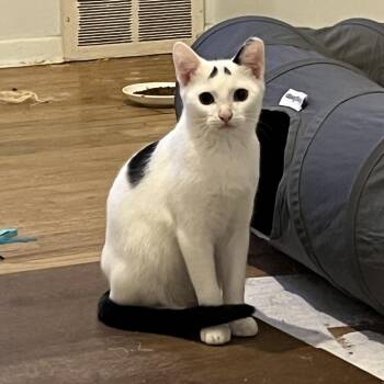 Meenie -  Domestic Short Hair Cat for Adoption in Spokane, Washington - Meenie | PetCurious